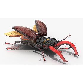 Lucanus Cervus Stag Beetle Fur model